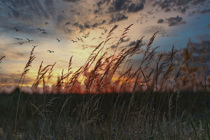 grass grows in the steppe against the backdrop of the setting sun